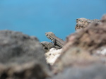 28014 Lizard looking out from volcanic rocks.jpg
